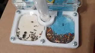 Муравьиная ферма, 18-й день! Гибель муравьёв продолжается