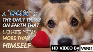 Inspirational Dog Quotes 😂 Funny Dogs Videos 🐶 Awesome Dog's Life Videos 😁 Compilation Videos