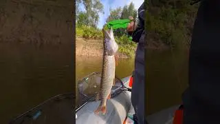 ЩУКА на Оби клюёт буквально на все 