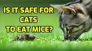 Can Eating Mice Make Cats Sick?