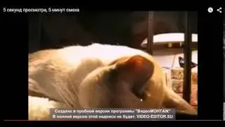 Ржака с котом