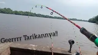 Musim Udang Galah Di Sungai Siak Sri Indrapura 