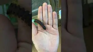 Giant band millipede