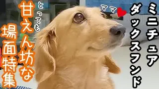 愛犬　365日超甘えん坊ダックスフンドの甘えるシーン特集