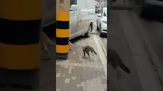 The Last Slap Though😂😂 #shorts #animals #animalfightclub #viralshorts