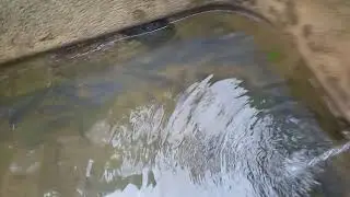 Nossas Tilápias no tanque de Eternit