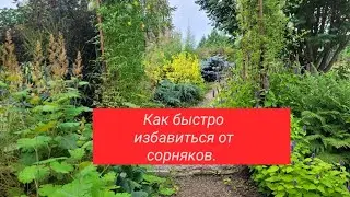 Секрет лёгкой прополки .