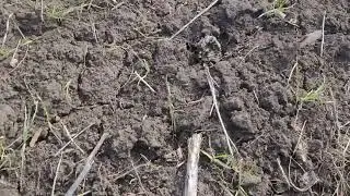 КаС без нього нічого не росте😱