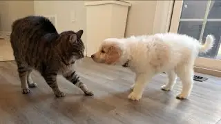 Cheddar and Boop Meet First Time