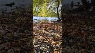 Nature is inspiring 🪷💗🙌  #nature #naturelovers #autumn #naturevideo #withlove