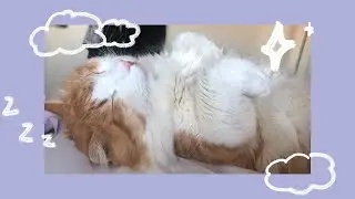 really wholesome cat video