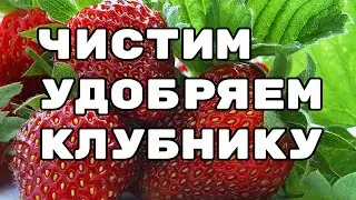 пересадка и удобрение клубники