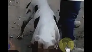 El video viral del pitbull y el hombre - Ficcion vs realidad