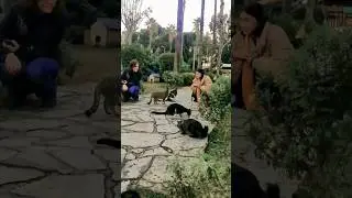 кошачий парк в Алании