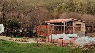 Tiny house in the mountains. Winter farm Tasks. Deers and the Eurasian Eagle Owl