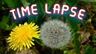 Time Lapse | Dandelions Blooming Time Lapse