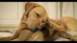 Wenn sich Hunde zu viel kratzen...