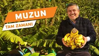 Şimdi Muzun Tam Zamanı