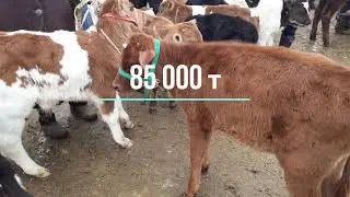 Тараз мал базары 26 01 2020 Таразский скотный рынок (horse, cow)