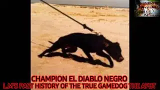 APBT  DSK's Champion El Diablo Nagro 3XW ROM