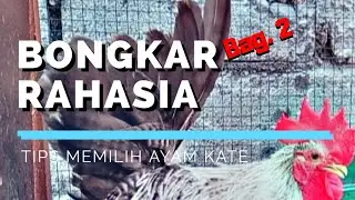 Tips Memilih Ayam Kate | Bag. 2