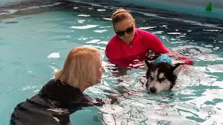 Koa's Story: Canine Hydrotherapy with Endless Pools®