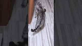 Вы арестованы.