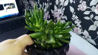 Комнатные цветы