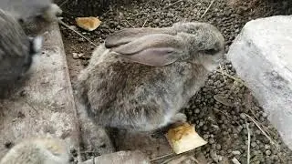 Что за болезнь кроликов? Кролик сдох.
