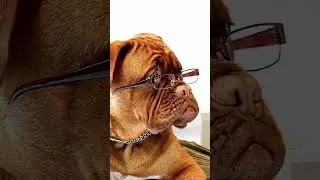 Brain Training For Dogs, online dog training 🐕 #short