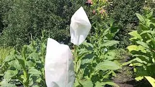 Плантация табака Часть4  05.08.2023г Пошли в рост