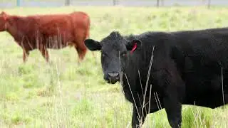 Rotational grazing and learning from nature – Jon Wright, Coota Park Blue-E