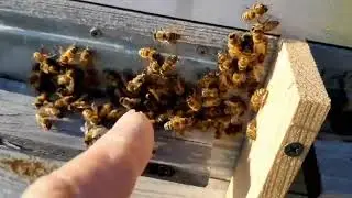 Рой 5  го сентября  Продолжение  Шок