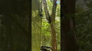 Cocobolo Monkey Troop Return Home! Amazing Moment!