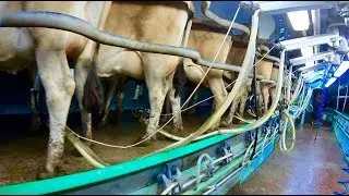 MILKING 400 COWS IN NO TIME AT ALL