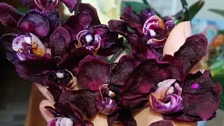 Отвал башки 🤯 Кожистая, черная орхидея перелив 🖤 Black orchid wow shimmer