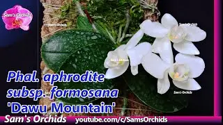 Orchid's first flower spike- 𝙋𝙝𝙖𝙡𝙖𝙚𝙣𝙤𝙥𝙨𝙞𝙨 𝙖𝙥𝙝𝙧𝙤𝙙𝙞𝙩𝙚 subsp. 𝙛𝙤𝙧𝙢𝙤𝙨𝙖𝙣𝙖 'Dawu Mountain'