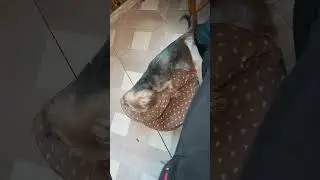 песель который смог 🤣🤣🤣 вот пес гигант то🤣