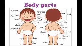 My body. Body parts. Моё тело. Части тела на английском языке детям 