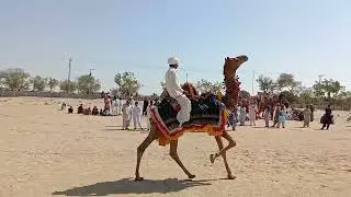 Camel 🐫🐪 raining dance 🐪