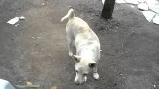 Susie the great dog
