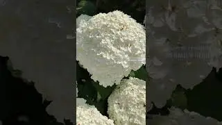 Гортензия древовидная Стронг Анабель #цветы #гортензия #flowers #ландшафтный #сад
