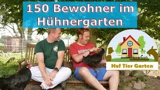 Hof-Tier-Garten: full house im Hühnergarten - Ein Blick hinter die Kulissen