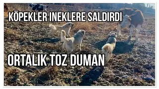 KÖPEKLER İNEKLERİ TEK TEK KEÇİNİN İÇİNDEN ÇIKARTTILAR