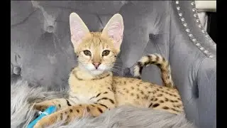 F1 SAVANNAH KITTEN - AHSOKA