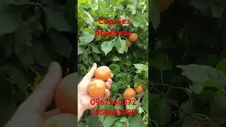 Gold Rich is an apricot that has no competitors!