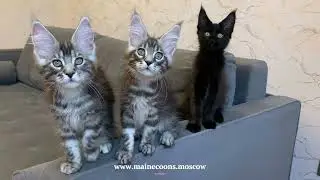 3 девочки Мейн-кун - красотки.