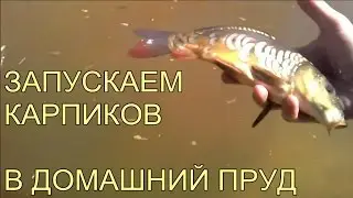 WHAT FISH TO START IN THE HOME POND