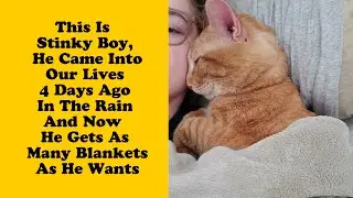 50 Heartwarming Pics Of Pets That Found Their New Home - Rescue pet