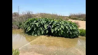 מדיטציית רייקי בועת הגנה ושליחת רייקי מרחוק#רייקי #מדיטציה #nlp #מיינדפולנס #relaxing #motivation